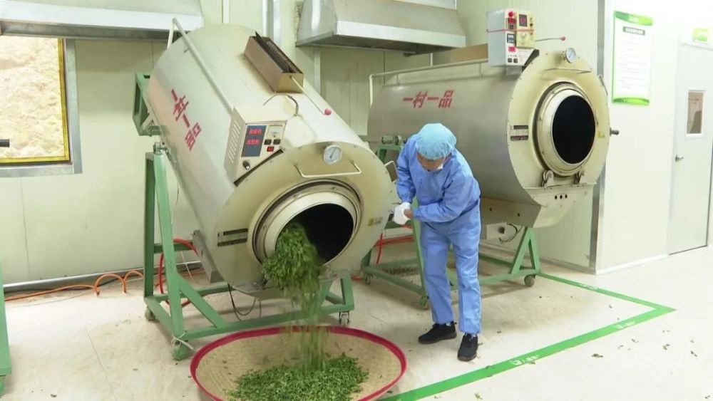 平遠春茶吐綠茶農採摘忙茶葉生產標準化促農增收