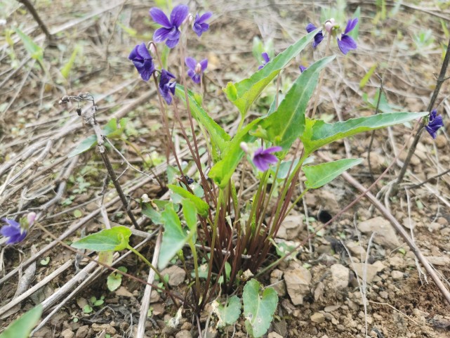 紫花地丁是一種優質的野菜,味道清淡爽口.