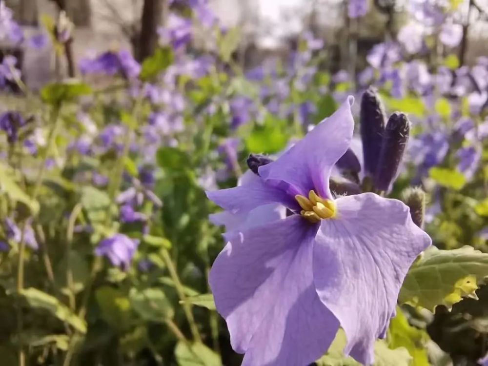 林花春紅滿窗,