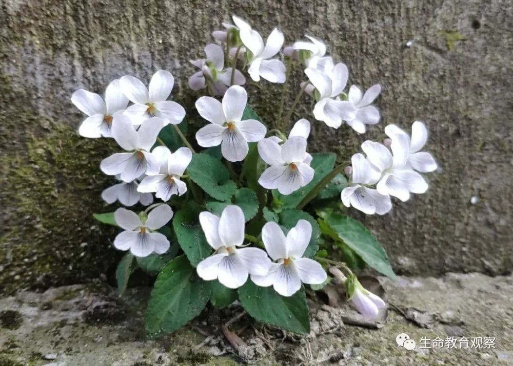 春游踏青 认识常见的100种野花野草 腾讯新闻