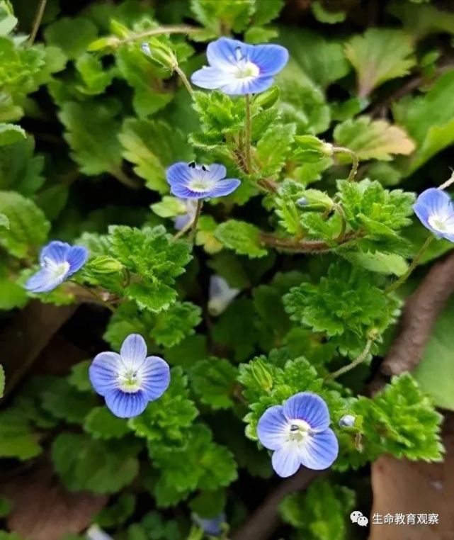 春游踏青:认识常见的100种野花野草