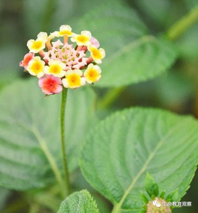 春遊踏青認識常見的100種野花野草