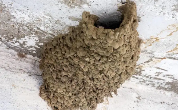 为何以前农村的燕子窝下面很干净现在的却都是粪便什么原因