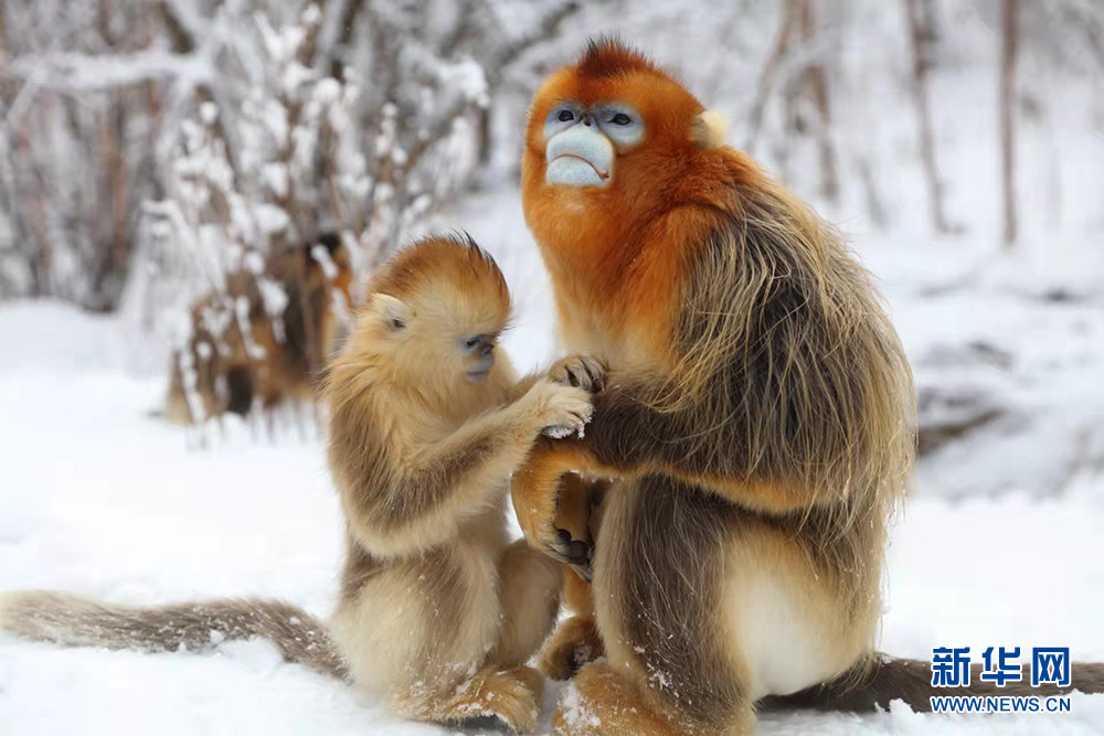 国际珍稀动物保护日莫等珍稀才珍惜