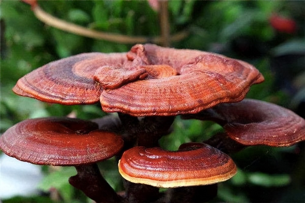 入睡难,早醒,这个中药可以帮忙—灵芝_腾讯新闻