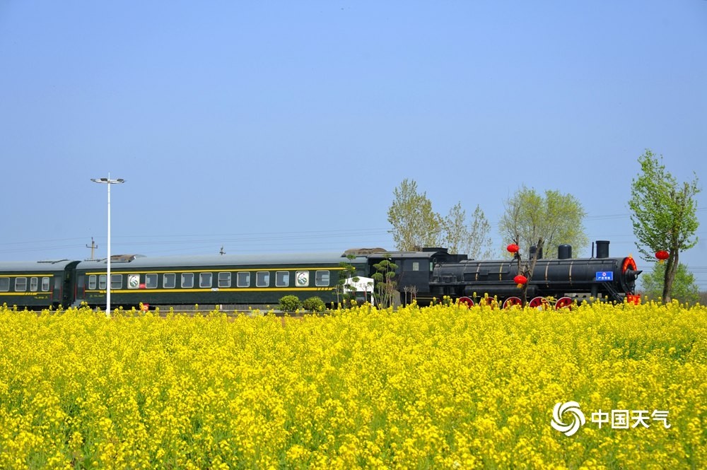 河南宝丰油菜花进入盛花期金黄海洋蔚为壮观