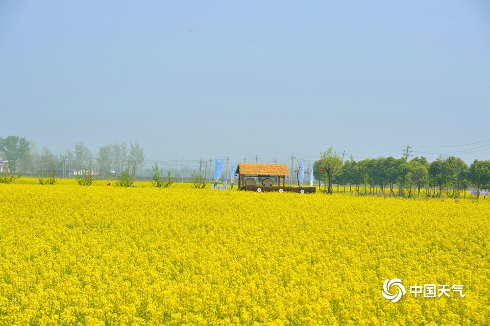 河南宝丰油菜花进入盛花期金黄海洋蔚为壮观