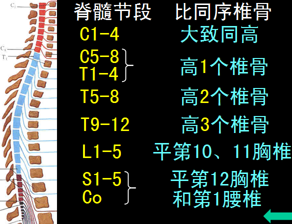 脊柱的損傷及病變屬於常見且複雜的臨床問題,一大波椎管解剖結構高清