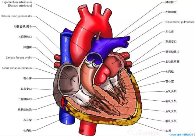 【解剖】這組心臟解剖圖,太讚了!