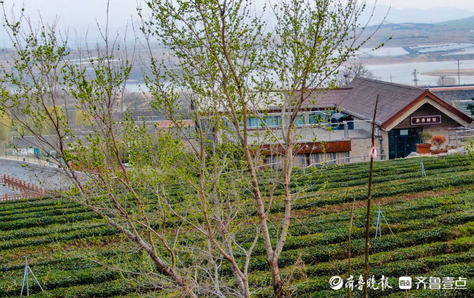 好景山东有茶有风光日照巨峰茶园群峰环绕诗情画意茶香满园