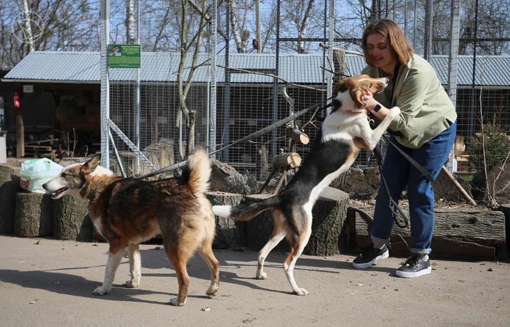 俄烏衝突牽連動物捱餓喪生,飼養員中彈身亡!