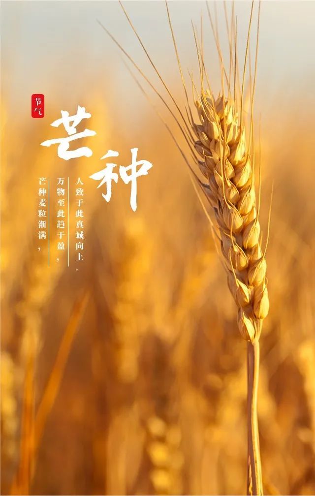 儿童相声:二十四节气之说芒种