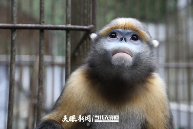 國際珍稀動物保護日|貴州太平鎮飼養員楊偉:守護