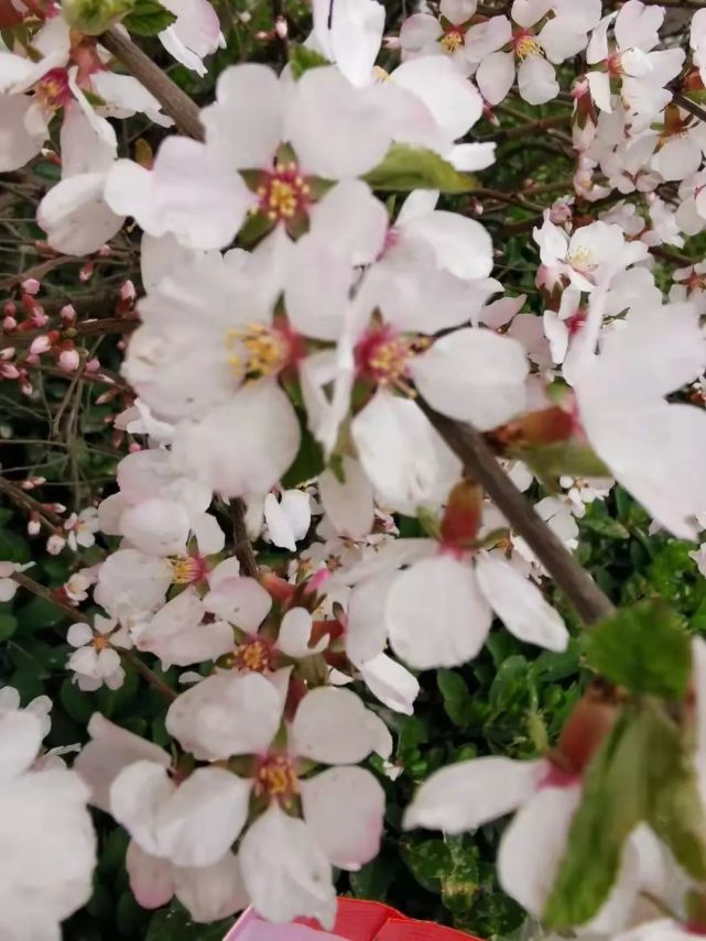 擁抱四月暖風和煦,氣爽風柔,山青水碧,天高雲淡,芳草鮮美,遍地芬芳,細