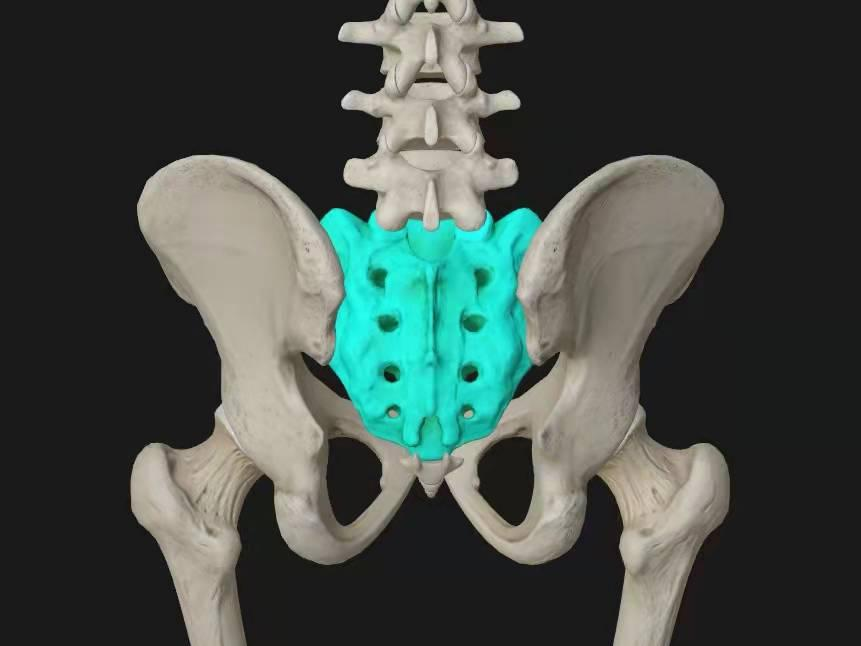 另外連接兩側髂骨的是骶骨,骶骨位於骨盆的正後方,下方連接著尾骨,是