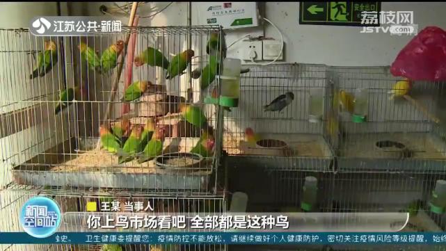 2020年9月16日,44只费氏牡丹鹦鹉在徐州汽车总站被警方查获,很快,收购