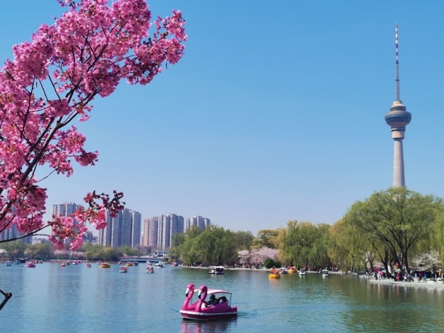 北京玉渊潭:樱花烂漫春光美