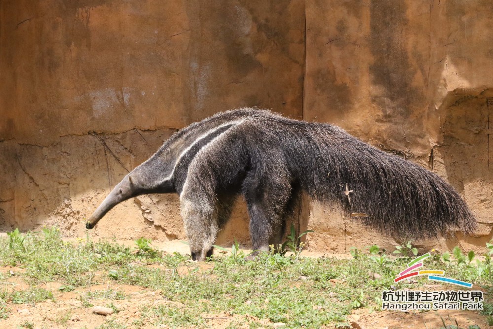 國際珍稀動物保護日∣以愛之名,守護珍稀_騰訊新聞