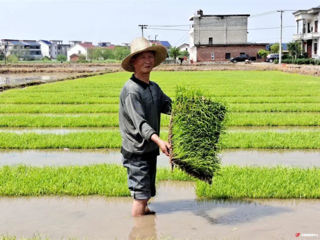 縣農機事務中心農技人員還向農戶推廣水稻機插機拋秧技術,提高全縣