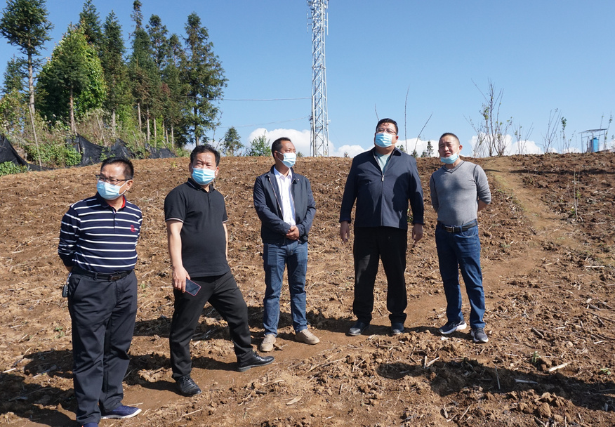 文晓波一行在车古乡阿期村委会玛姆村八角示范种植基