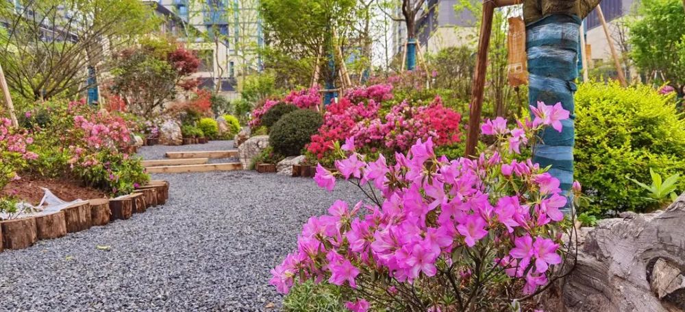 美了我市首個市花公園即將開園位置就在