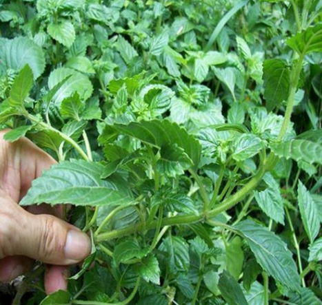 它叫凉粉草长得酷似薄荷30年前南方人爱种如今成烧仙草原料