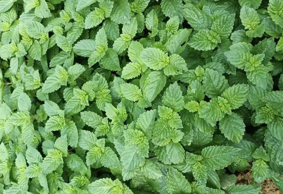 它叫凉粉草,长得酷似薄荷,30年前南方人爱种,如今成烧仙草原料