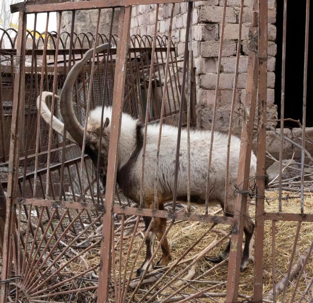 和動物販子手中救出了這些動物,然後讓大家花錢去看它們在鐵窗裡受苦