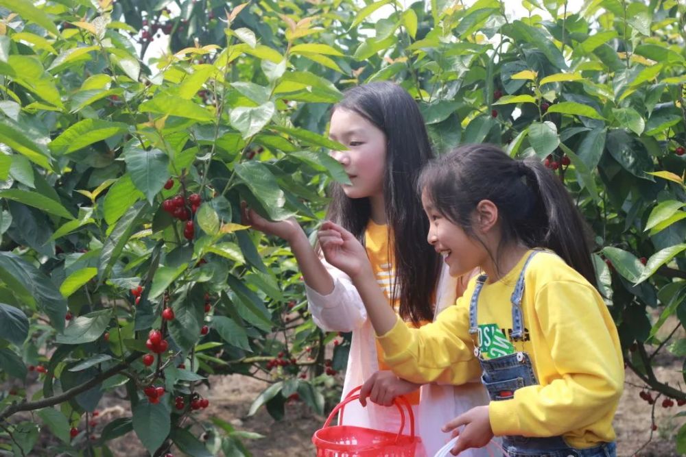 采摘的快乐打卡拍照,吃樱桃满载而归地址:四川·什邡·花坞·御景园