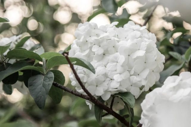 金陵繡球花有什麼可拍的