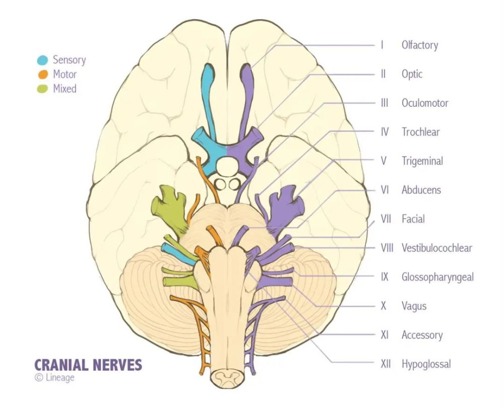 cranial-nerves-cheat-sheet