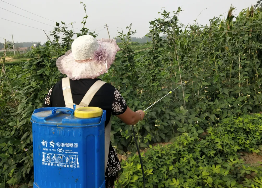 尿素作為葉面肥一定要注意這幾點否則用戶會造成減產