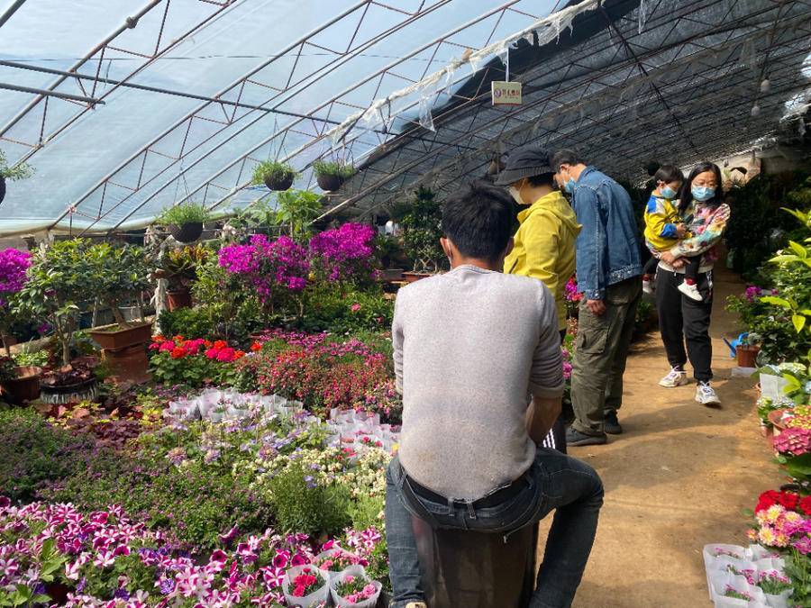 鲜花销量普遍下降郁金香成今春鲜切花市场 新宠 腾讯新闻