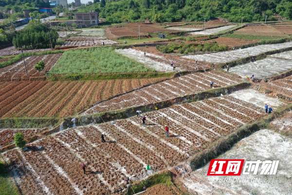 4月8日,在新田縣三井鎮談文溪村富硒黑籽花生種植基地裡,談文溪村黨