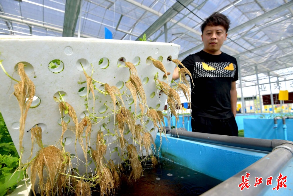 生態化魚菜共生生產線落戶蔡甸種出來的菜很水靈養出來的魚無黑膜