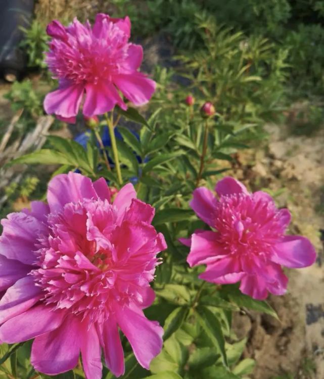 牡丹芍药不分家 2种花一起养 牡丹开完芍药开 花期不断 花卉 花盆 牡丹花 芍药 植物
