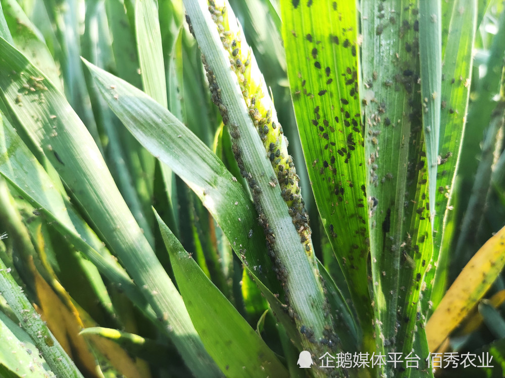 农民外出打工家中小麦田蚜虫爆发邻居或未加农药导致