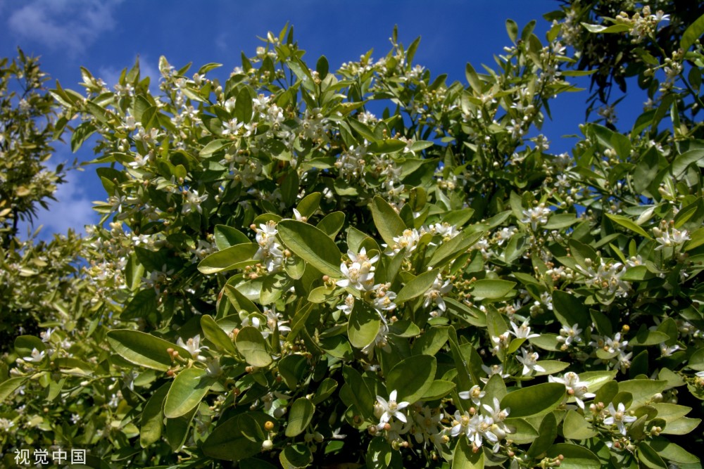 橙花怒放看丰年