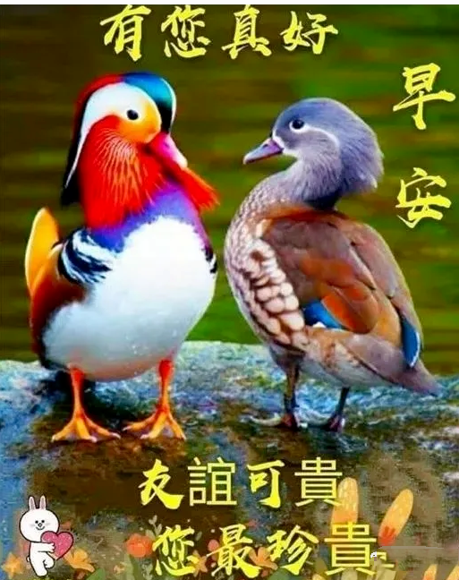 收拾梦中的心情,回归绚丽的世界,愿你天天好精神,早上好!