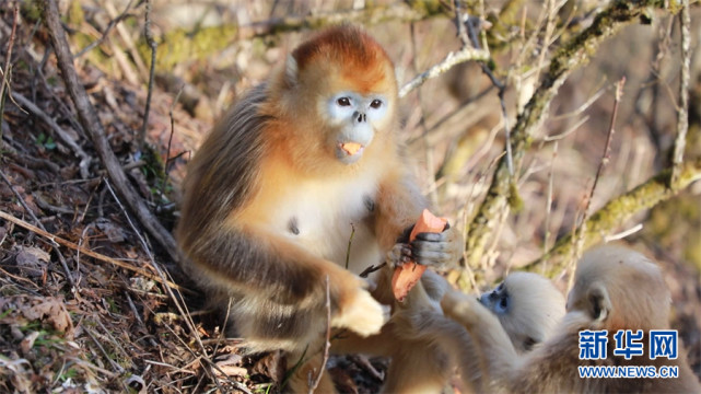 湖北神农架国家公园新添7只金丝猴宝宝