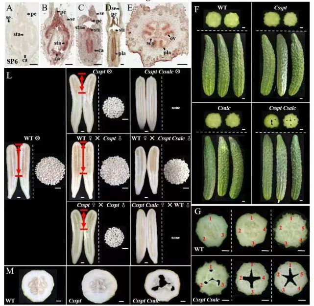 中国农业大学张小兰团队揭示黄瓜果实参与传输通道发育和心皮融合的