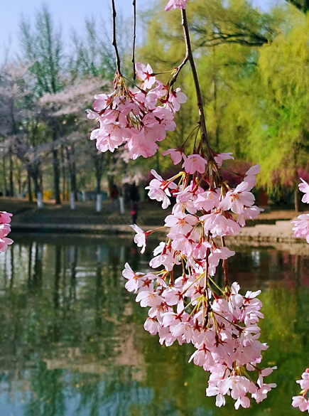 玉淵潭公園各品種中花期櫻花綻放迎客,賞櫻先預約再前往