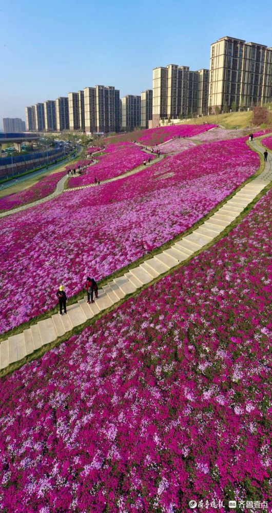 济南新晋网红打卡地龙洞景区福禄考花海