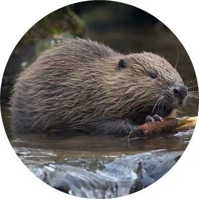 我是奋斗者父子接力守护蒙新河狸六十载