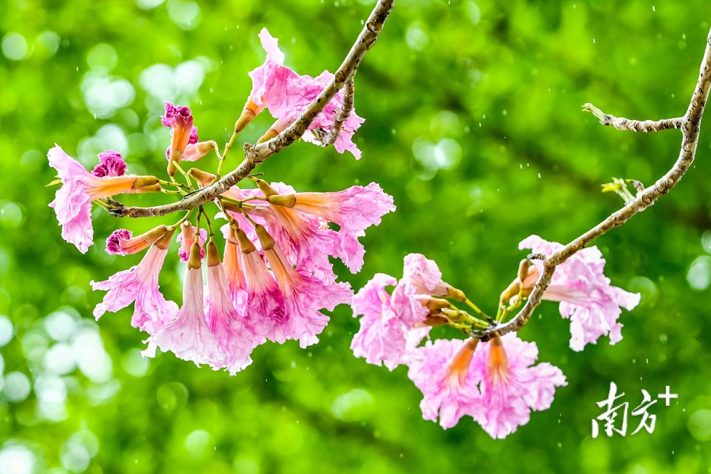 春花爛漫紅花風鈴木開遍粉色長安惹人醉