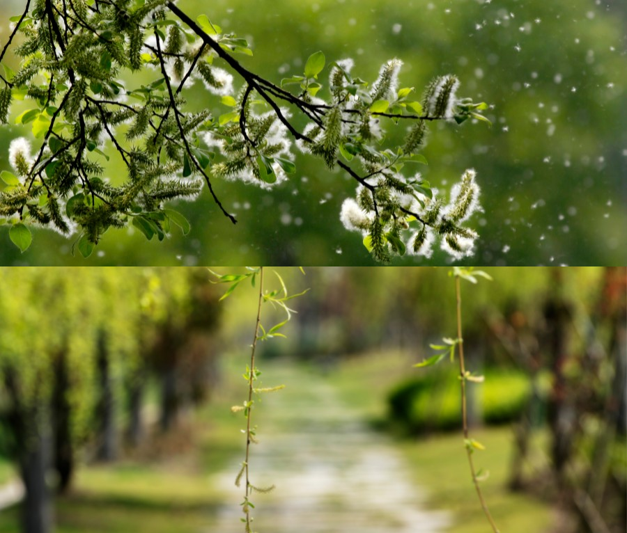 北京杨柳飞絮始期预报发布,注意预防!_腾讯新闻