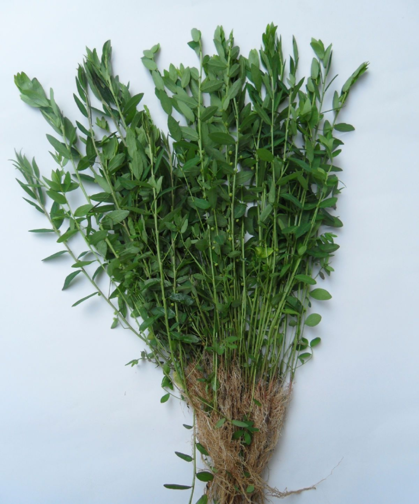 啥是勒马回在运城有这样一个故事