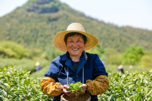 乡村振兴看安徽丨春来茶园绿 茶农采摘忙