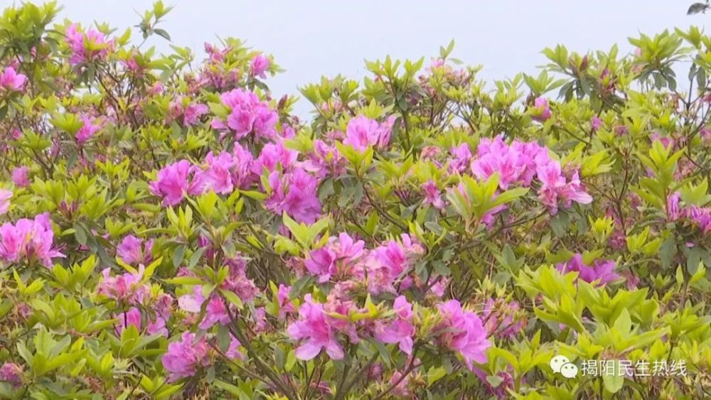 靓满山杜鹃花开