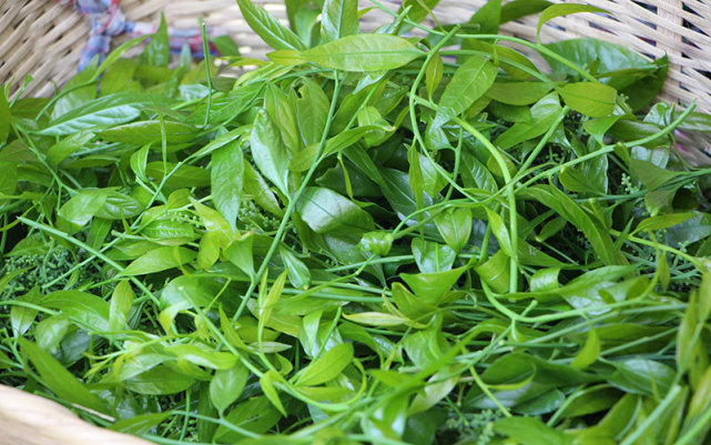 普洱墨江:树叶变"金叶"长蕊甜菜迎来采摘季_腾讯新闻